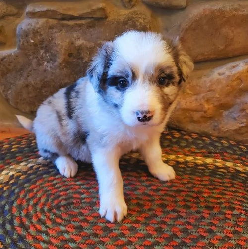 adorabili cuccioli  pastore australiano femminucce e maschietti disponibili 