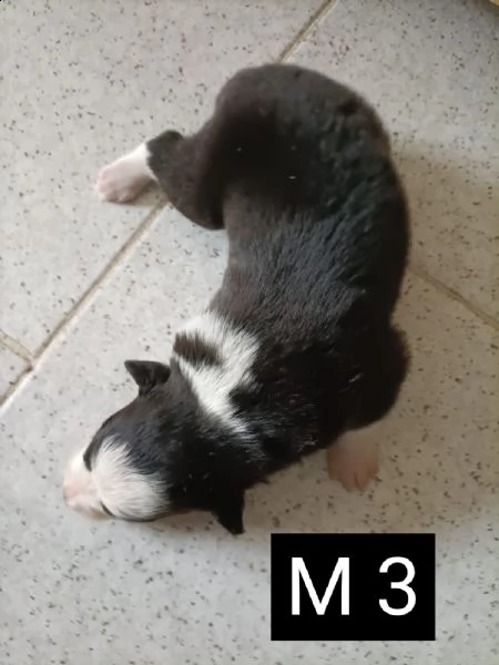 border collie con pedigree  | Foto 5