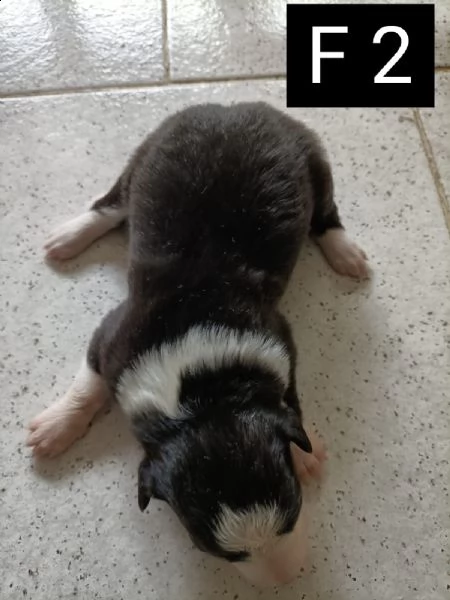 border collie con pedigree  | Foto 4