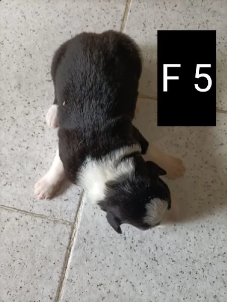 border collie con pedigree  | Foto 3