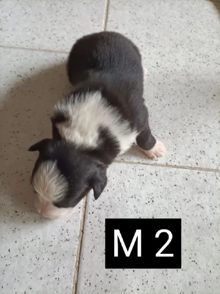 border collie con pedigree  | Foto 1