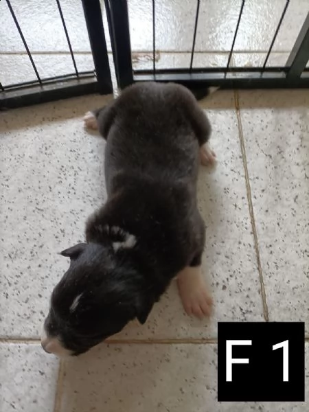 border collie con pedigree  | Foto 0