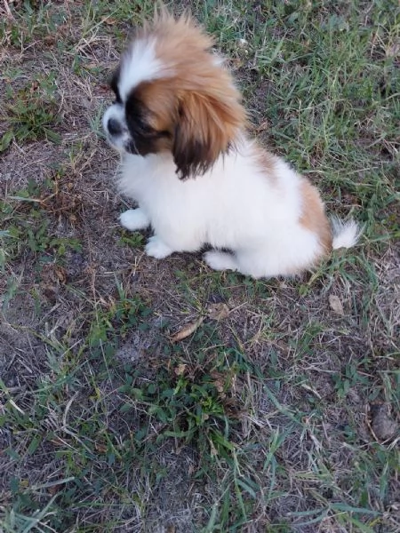 cucciolo pechinese 3 mesi | Foto 4