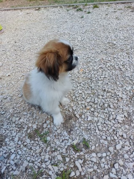 cucciolo pechinese 3 mesi | Foto 3