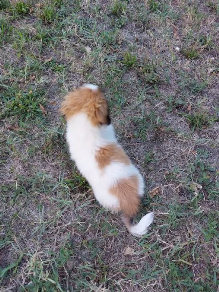 cucciolo pechinese 3 mesi | Foto 2