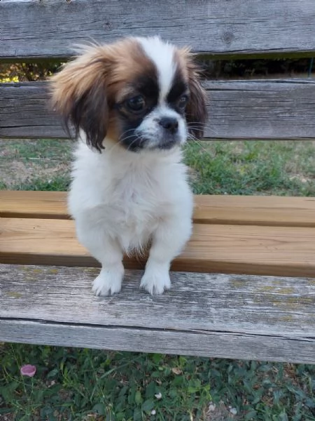 cucciolo pechinese 3 mesi | Foto 1