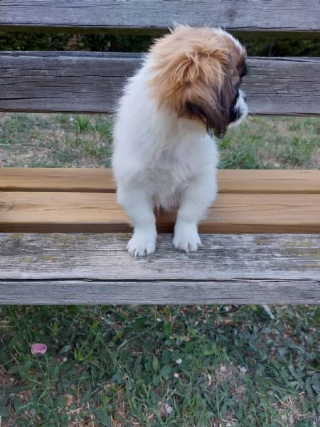 cucciolo pechinese 3 mesi | Foto 0