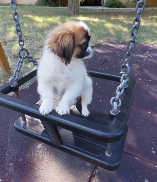 cucciolo pechinese 3 mesi