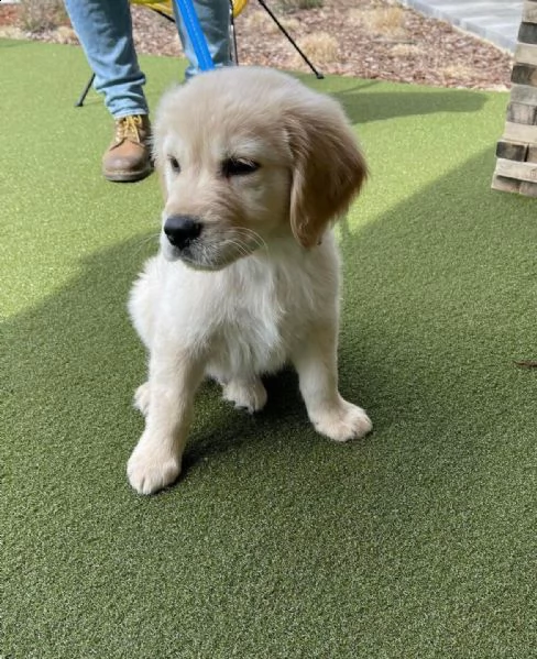 golden retriever cuccioli