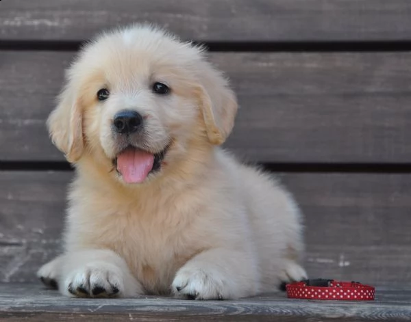 due cuccioli maschietti di golden retriever