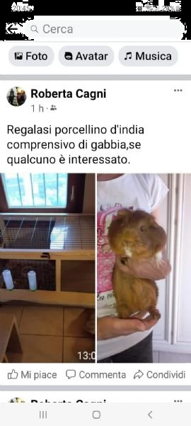 regalo porcellino d india compresa di gabbia