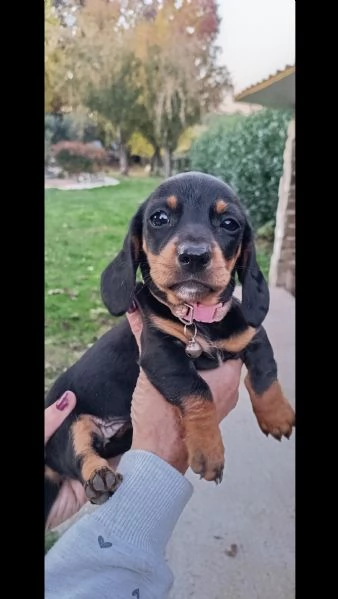 Bassotto tedesco  | Foto 5