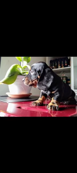 Bassotto tedesco  | Foto 4