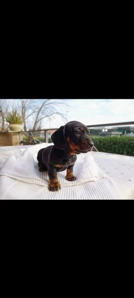 Bassotto tedesco  | Foto 2