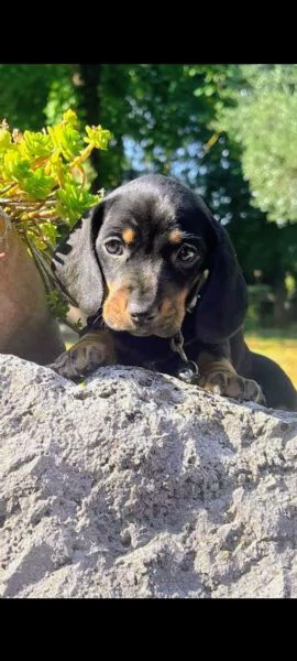 Bassotto tedesco  | Foto 0