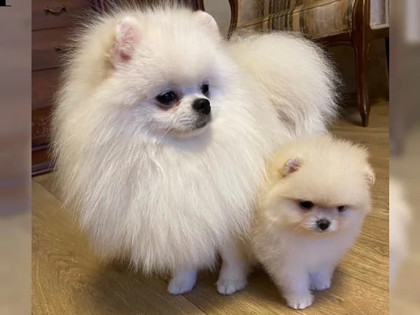 cuccioli di pomerania | Foto 5