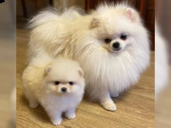 cuccioli di pomerania | Foto 4