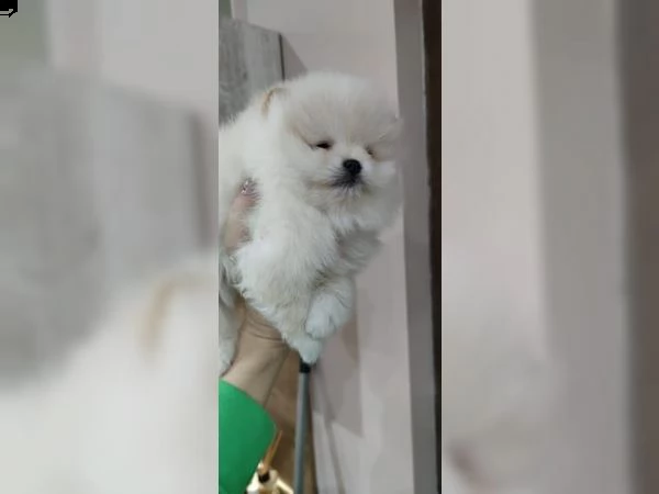 cuccioli di pomerania | Foto 3