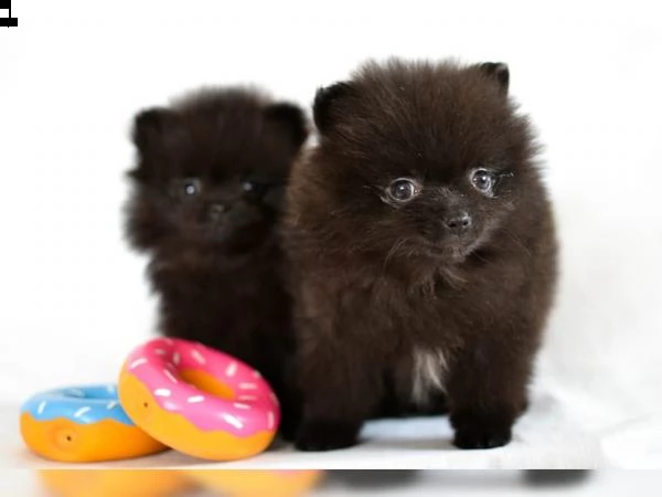 cuccioli di pomerania | Foto 2