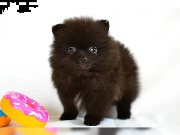 cuccioli di pomerania | Foto 1