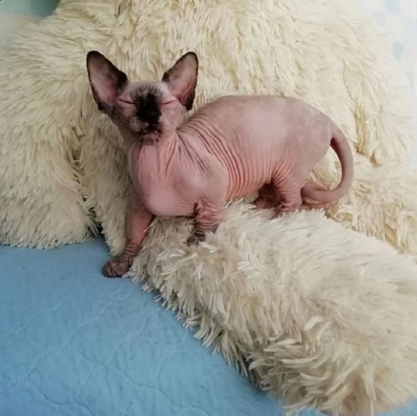 gattini canadian sphynx  gatto nudo
