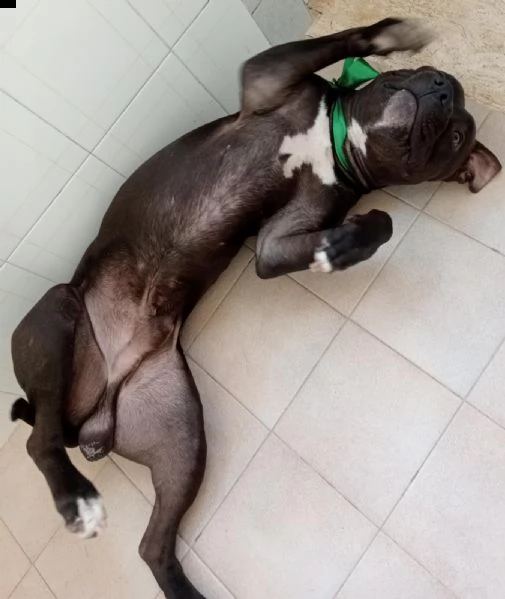 regalo  | Foto 0