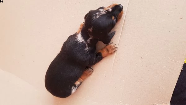 bassotti cuccioli arlecchini focato e cioccolato | Foto 0