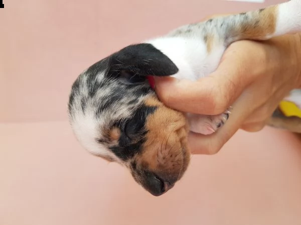 bassotti cuccioli arlecchini focato e cioccolato