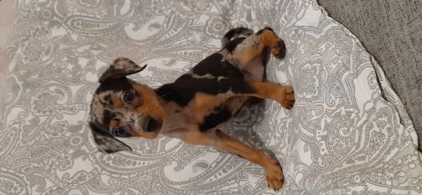 cucciolo pinscher merle | Foto 1