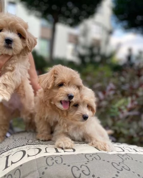 bellissimi cuccioli di maltipoo