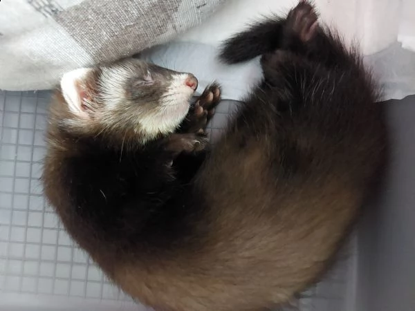 vendo furetto femmina mascherina