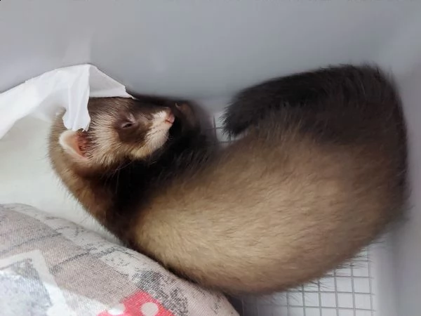 vendo furetto femmina mascherina | Foto 3