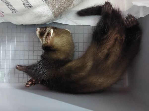 vendo furetto femmina mascherina | Foto 1