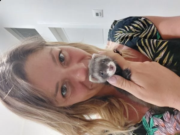 vendo furetto femmina mascherina | Foto 0