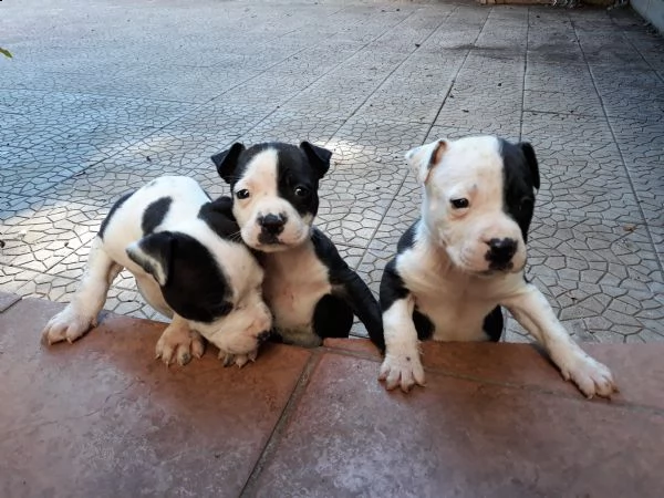 allevamento amstaff italia  cuccioli amstaff in puglia | Foto 4