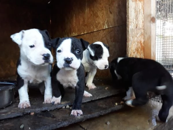 allevamento amstaff italia  cuccioli amstaff in puglia | Foto 2