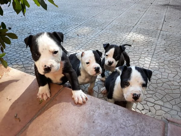 allevamento amstaff italia  cuccioli amstaff in puglia