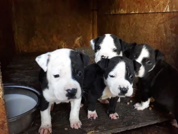 allevamento amstaff italia  cuccioli amstaff in puglia | Foto 1