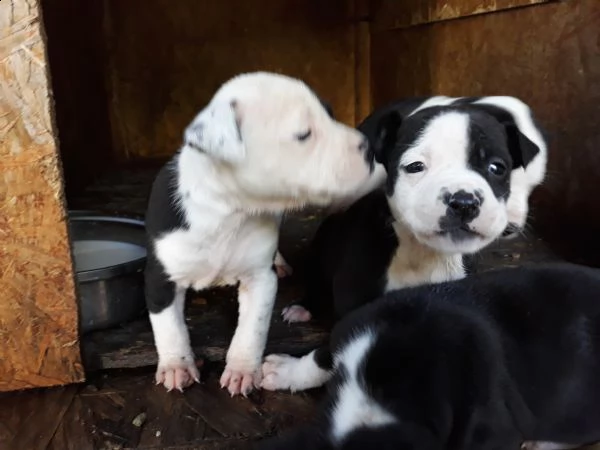 allevamento amstaff italia  cuccioli amstaff in puglia | Foto 0