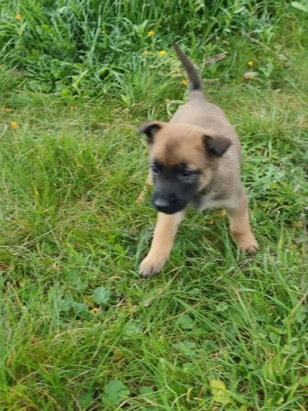 Allevamento Pastore Belga Malinois in Puglia  | Foto 2