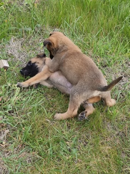 Allevamento Pastore Belga Malinois in Puglia  | Foto 1