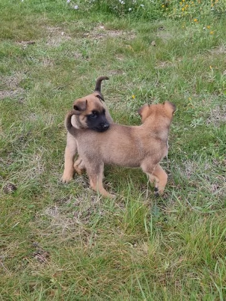 Allevamento Pastore Belga Malinois in Puglia  | Foto 0