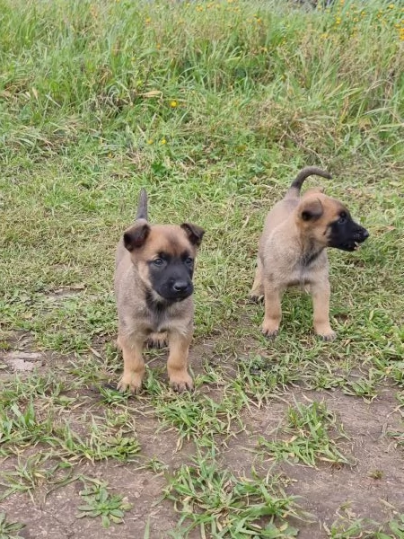 Allevamento Pastore Belga Malinois in Puglia 