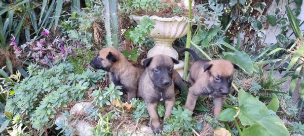Pastore Belga Malinois in zona Napoli Salerno Avellino Benevento Caserta | Foto 1