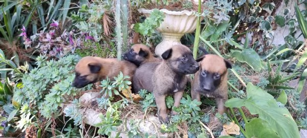 Pastore Belga Malinois in zona Napoli Salerno Avellino Benevento Caserta | Foto 0