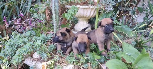 Cuccioli Pastore Belga Malinois in Calabria Cosenza Crotone Catanzaro | Foto 1
