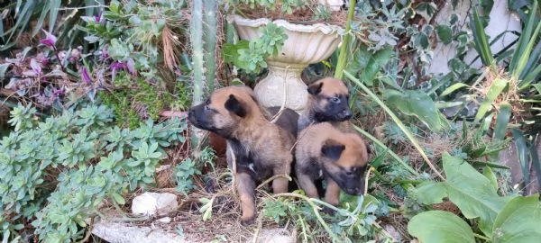 Cuccioli Pastore Belga Malinois in Calabria Cosenza Crotone Catanzaro | Foto 0