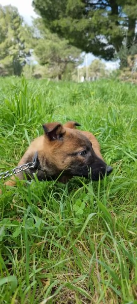 Pastore Belga Malinois in Campania  | Foto 4