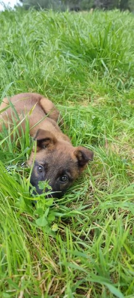 Pastore Belga Malinois in Campania  | Foto 1