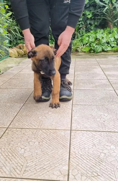 Cuccioli Pastore Belga Malinois in tutta Italia | Foto 3